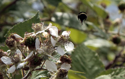 honey bee pollinates blackberries